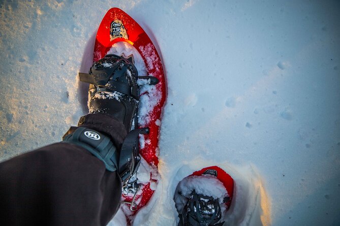 Half Day Snowshoe Hiking Adventure in Levi Lapland - Snowshoeing Equipment and Photography Tips