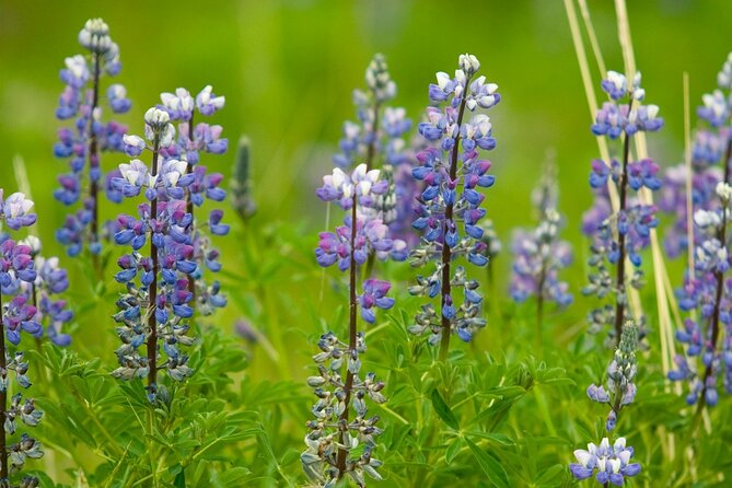 Half Day Suspension Bridge Tour in Skagway and Yukon - Food and Souvenir Options at the Gift Shop