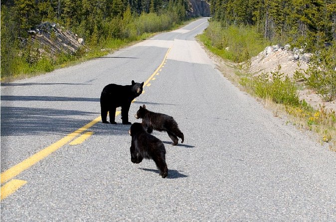 Half Day Suspension Bridge Tour in Skagway and Yukon - Flexibility and Cancellation Policies