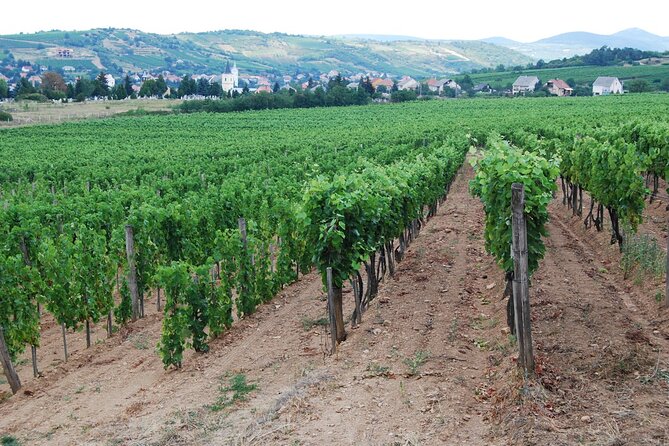 Half Day Tokaj Wine Tasting Tour in Mád Hungary with lunch - Key Points