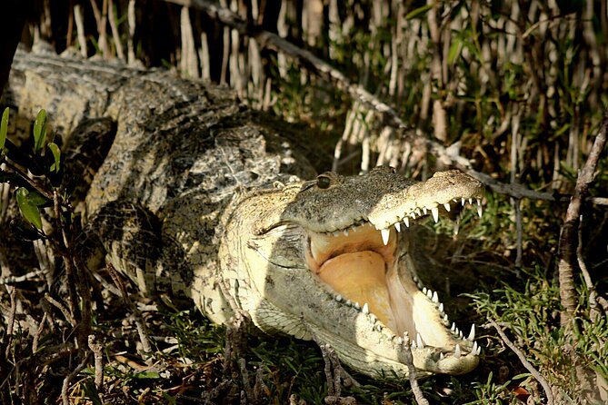 Half-Day Tour Discovering Sian Ka´an with Lunch - Practical Tips for Making the Most of the Tour