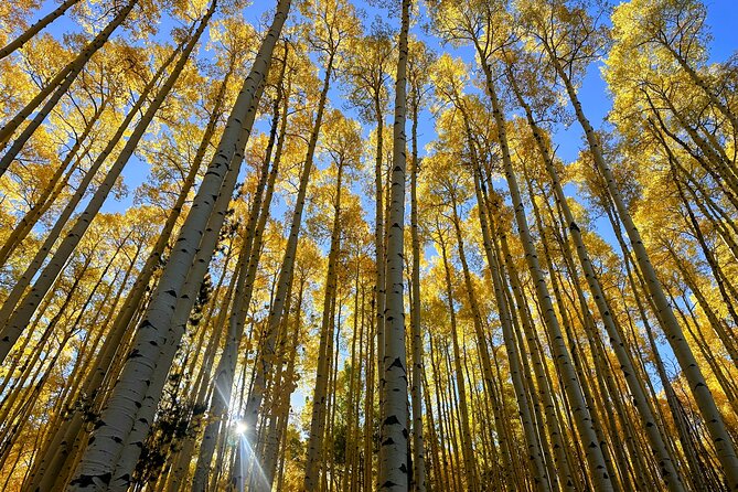 Half Day Tour from Denver Private Guided Hike with Curated Picnic - Suitability for Families and Entertaining Visitors