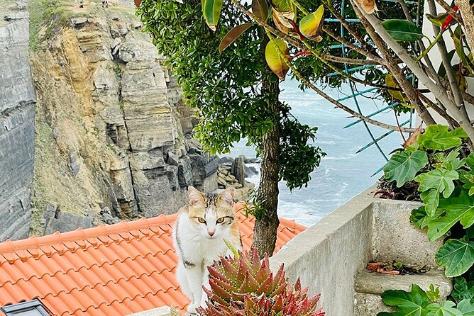 Half-Day Tour in Cascais / Sintra with Brunch and Wine Tasting - Wine Tasting and Light Snacks at Adega Regional de Colares