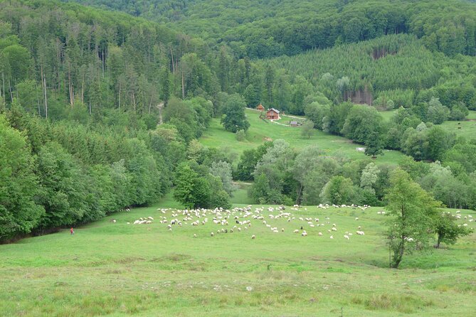 Half Day Tour to Bucovina Painted Monasteries - The Transportation and Guide Experience
