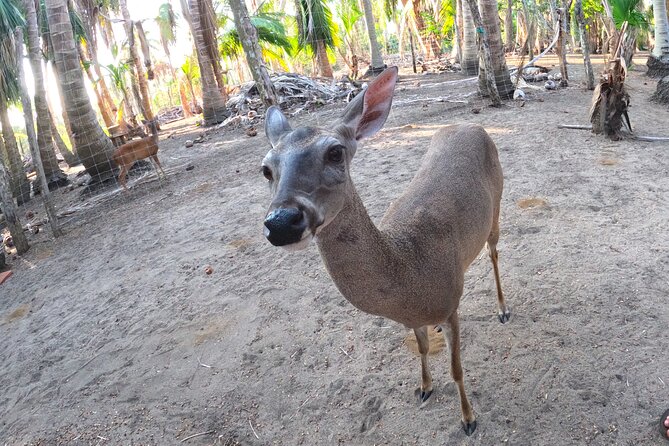 Half-Day Tour to Ventanilla, Mazunte, Zipolite and Puerto Angel - Zipolite’s Spectacular Lookout and Beach Stop
