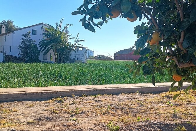 Half Day Valencia Foodie Cycling Tour - Indulge in a Traditional Valencian Almorzaret