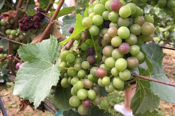 Half-Day Victoria to Cowichan Valley Wine Tour with Tastings - Exploring Cowichan Valley’s Winery Landscape