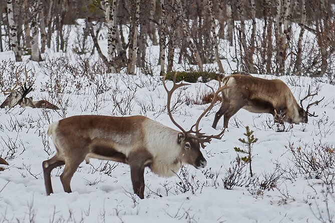 Half day Wildlife and Nature Photography - Scenic Stops and Wildlife Search