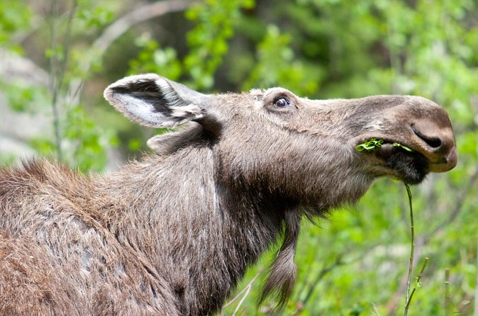 Half-Day Wildlife Safari Tour in Grand Teton National Park - High-Quality Equipment and Refreshments