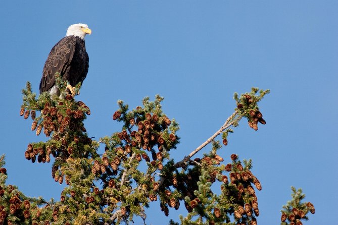 Half-Day Wildlife Safari Tour in Grand Teton National Park - Insights and Commentary from Knowledgeable Guides