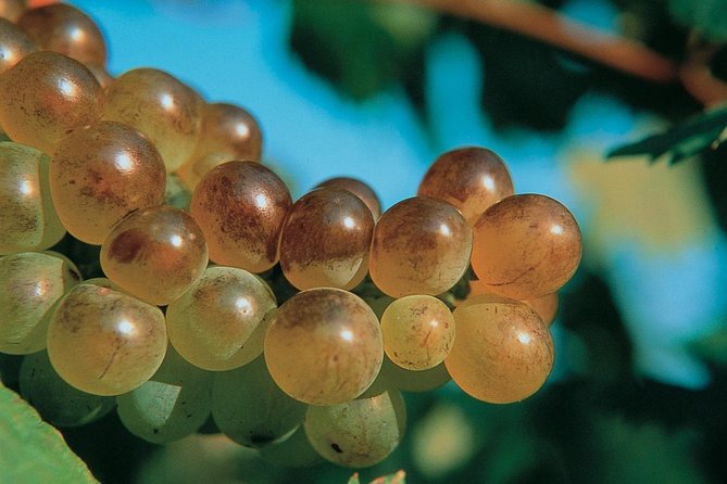 Half day Wine Tour in Bandol & Cassis from Aix en Provence - The Guide: Knowledgeable and Personable