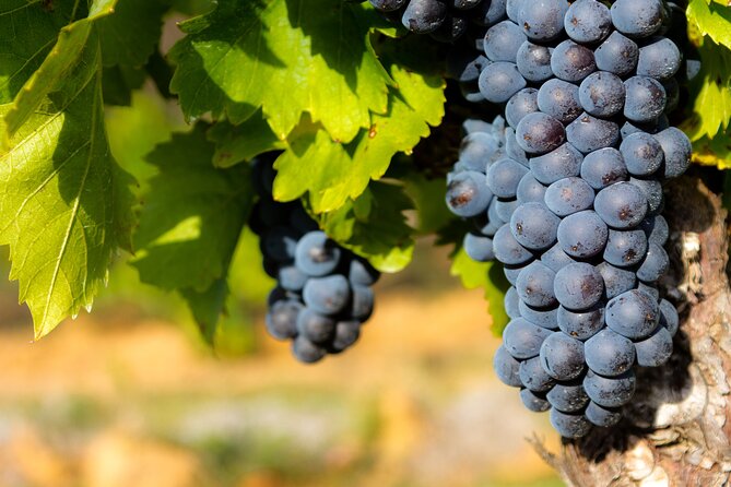 Half-Day Winery and Wine Tasting Guided Walking Tour - Discover the Charm of Chateauneuf du Pape on a Guided Walking Tour