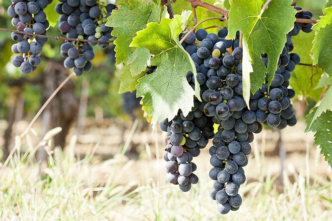 Half Guided e-bike tour with lunch break - Riding Through Impruneta’s Hills and Traditions