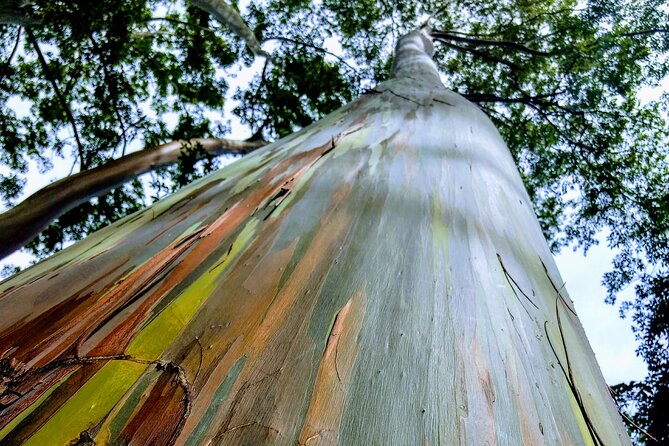 Halfway to Hana Tour of Maui Black Sand Beach Waterfalls Turtles - The Tour Begins at Longs Drugs in Kahului