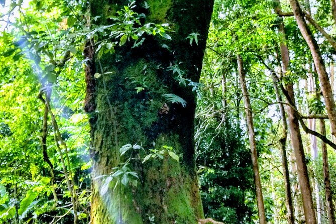 Halfway to Hana Tour of Maui Black Sand Beach Waterfalls Turtles - Visiting the Historic Town of Keanae
