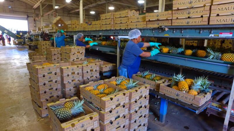 Hali'imaile: Pineapple Farm Tour - Exploring Haliimailes Pineapple Farm in Maui