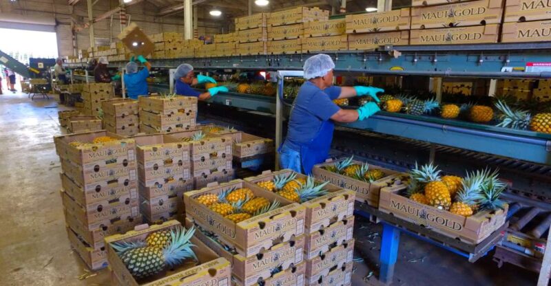 Hali'imaile: Pineapple Farm Tour - The Best Time to Experience the Maui Pineapple Tour