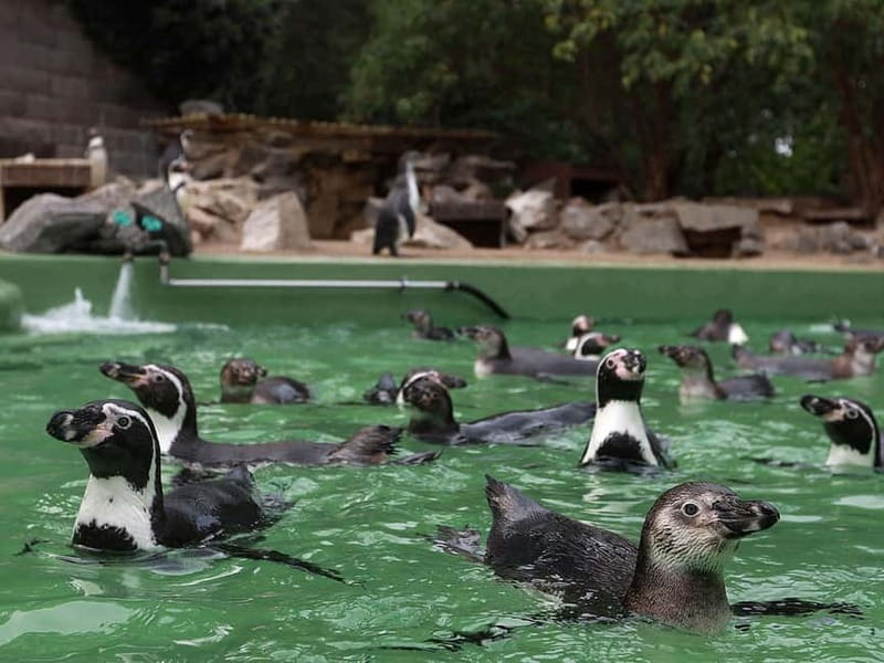 Halle (Saale) : Halle Card 2-Tages-Ticket - Visiting the Halle Zoo: Germany’s Mountain Zoo