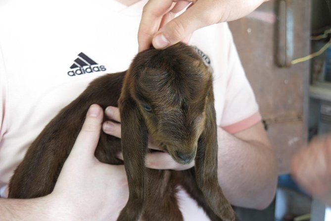 Halloumi Heaven: Cheese-Making Class & Troodos Mountain Villages 8h - The Guide and Small Group Dynamics