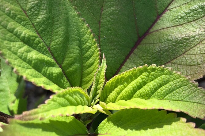Hamakua Coast Farm Small-Group Walking and Tasting Tour - Tasting Fresh Fruits and Farm-Made Specialties