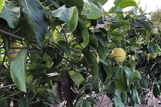 Hamakua Coast Farm Small-Group Walking and Tasting Tour - Practical Details and Booking Flexibility