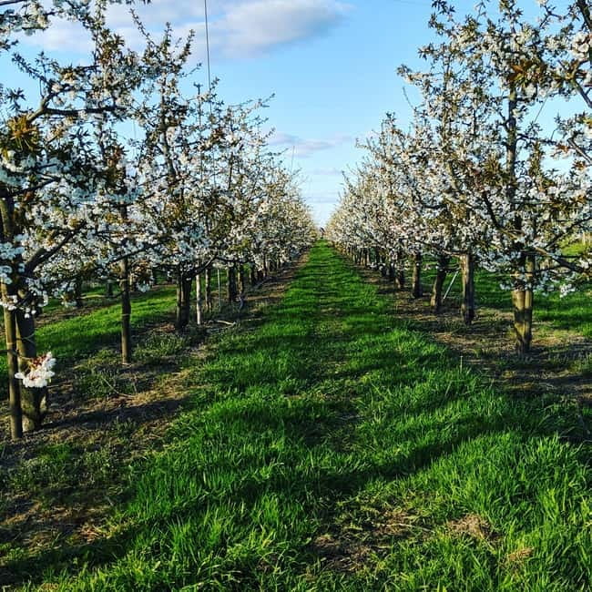 Hamburg Country Side - Altes Land - The Role of Guides and Cultural Insights