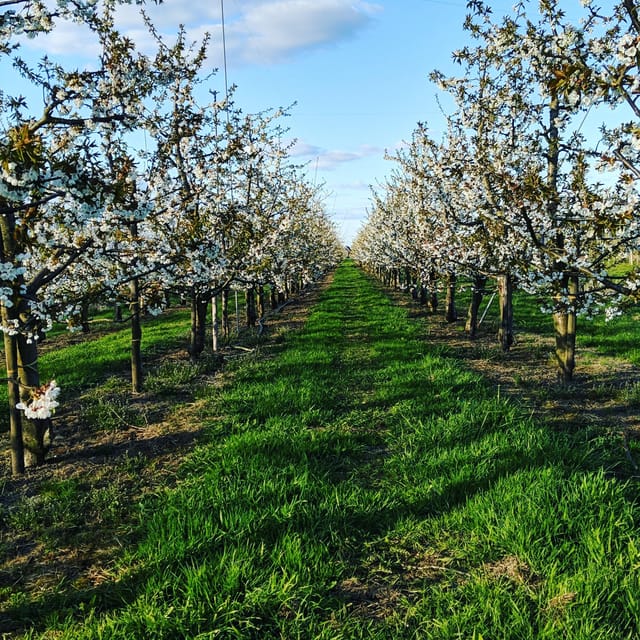 Hamburg Country Side - Altes Land - Comparing This Tour to Other Hamburg Experiences