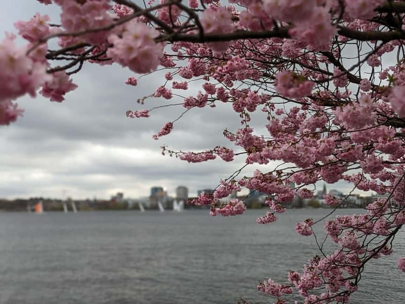 Hamburg Van Tour - Spring Special - Visiting the Gardens Along the River Elbe