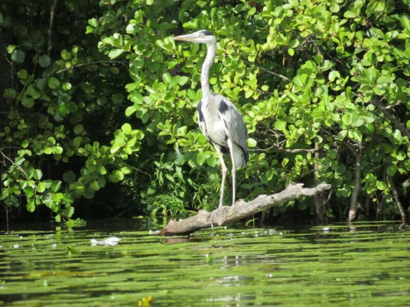 Hämeenlinna: Hiidenjoki river Cruise - Discover Hämeenlinna from the Water with the Hiidenjoki River Cruise