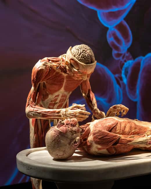 Hanau: Your ticket to the BODY WORLDS exhibition - Key Points