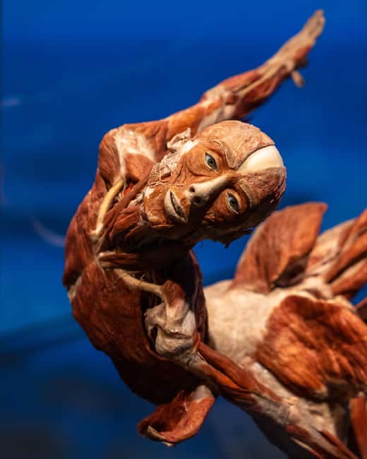 Hanau: Your ticket to the BODY WORLDS exhibition - The Hanau Venue and Accessibility