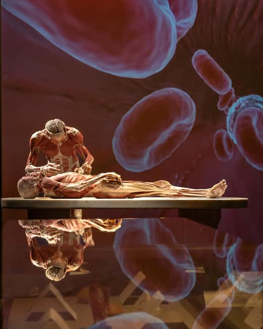 Hanau: Your ticket to the BODY WORLDS exhibition - Navigating the Exhibition Space