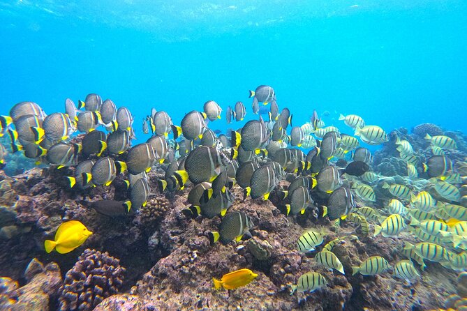 Hanauma Bay Guided Snorkel Tour (with guaranteed entrance time) - Seeing Marine Life and Sea Turtles Up Close