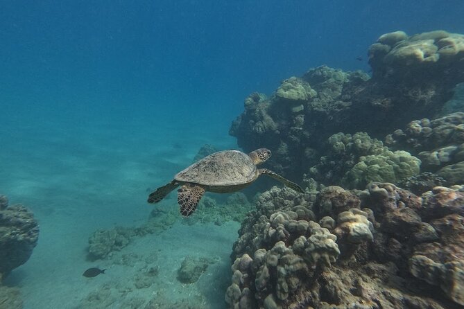 Hanauma Bay Guided Snorkeling Tour with Transportation - Unique Features of the Hanauma Bay Experience