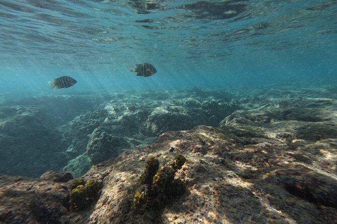 Hanauma Bay Guided Snorkeling Tour with Transportation - The Role of the Guide and the Personal Touch
