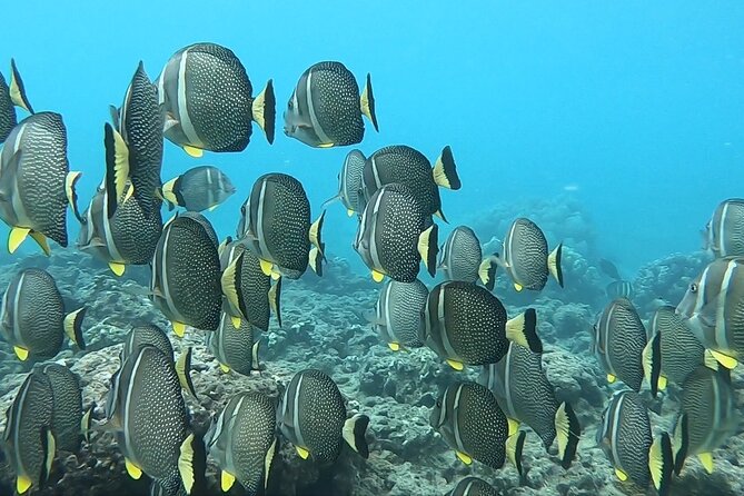 Hanauma Bay Guided Snorkeling Tour with Transportation - Physical Requirements and Accessibility