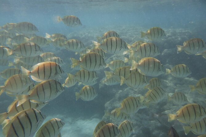 Hanauma Bay Guided Snorkeling Tour with Transportation - Safety, Weather, and Policy Considerations