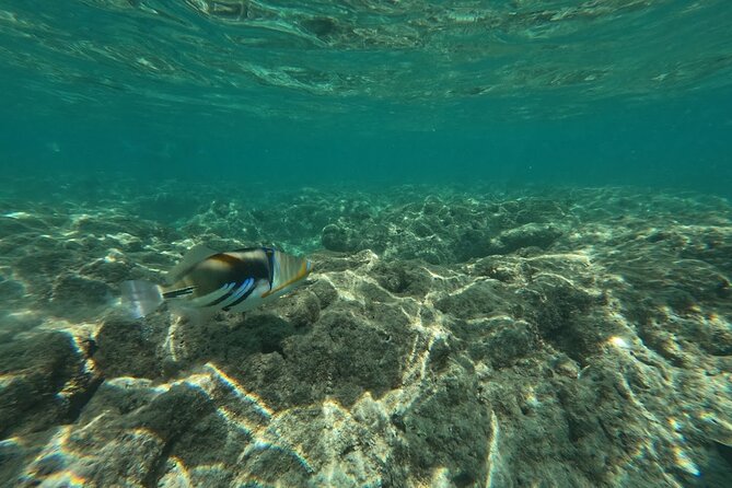 Hanauma Bay Guided Snorkeling Tour with Transportation - Why This Tour Is a Strong Choice for Snorkel Enthusiasts