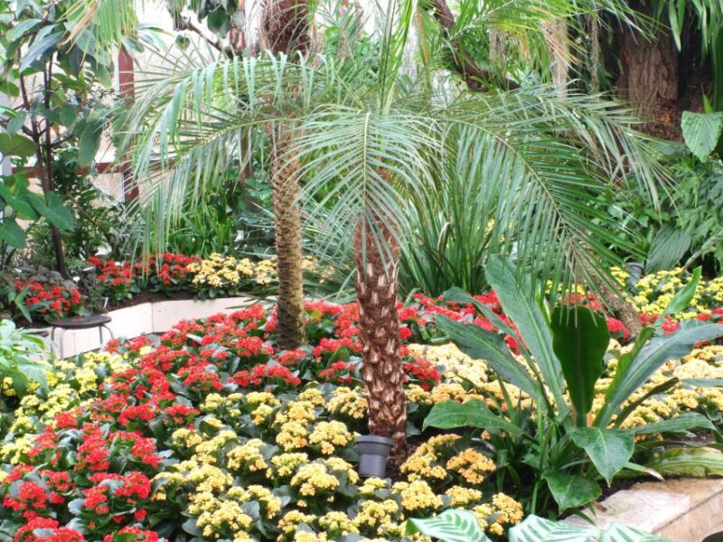 Hannover: Guided tour of the Berggarten - The Impact of the Guide and Tour Format