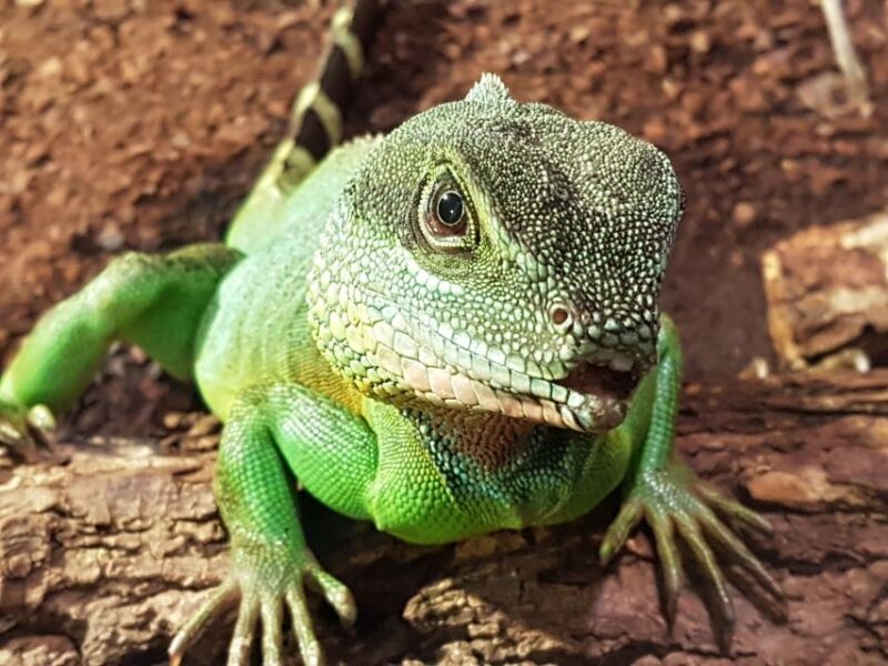 Hanover: SEA LIFE Entry Ticket - Experience the Rainforest Jungle Habitat