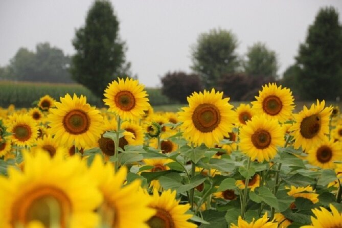 Happy Farm Fun Day Tour from NY | Kids 50% Off - The Value of the Happy Farm Fun Day Tour