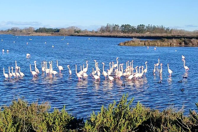 Happy tour camargue an immersion by bike and scooter E - Key Points