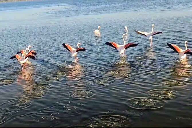 Happy tour camargue an immersion by bike and scooter E - The Unique Experience of Electric Bikes and All-Terrain Scooters