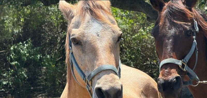 Harmony Horse Riding of Miami - Potential Limitations and Considerations