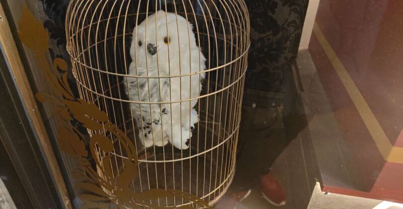 Harry Potter in London - Private Walking Tour - The Value of a Private Harry Potter Experience