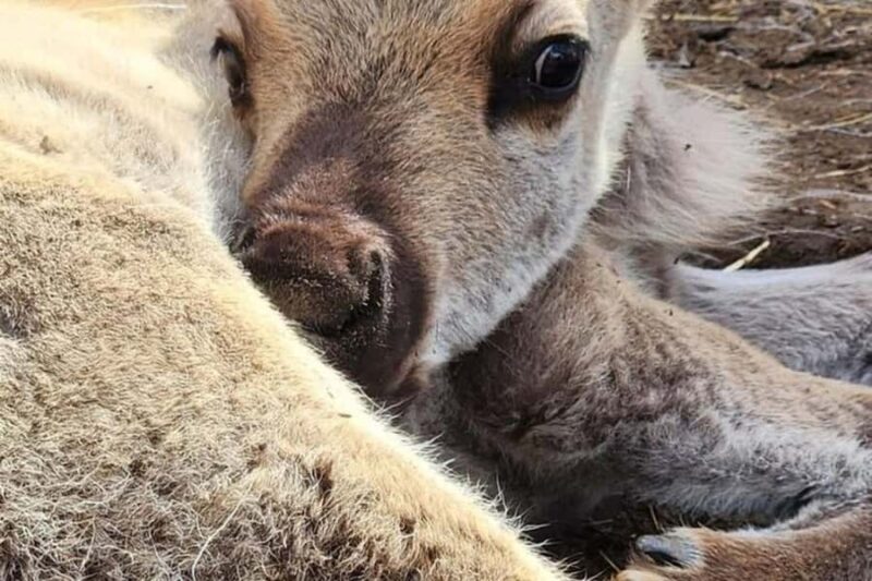Hatcher Pass & Reindeer Adventure Tour  Anchorage Pickup - Scenic Trails at Eagle River Nature Center