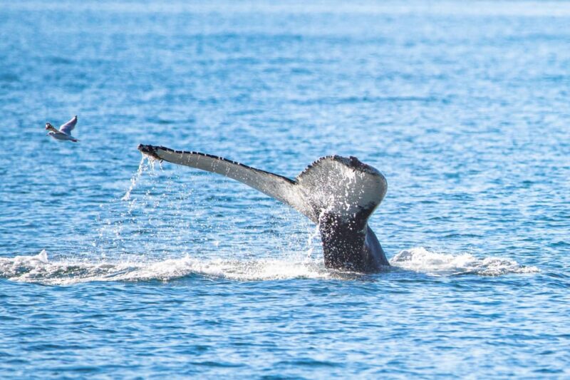 Hauganes: Whale Watching North Iceland - Hauganes: Whale Watching North Iceland – An Authentic and Comfortable Adventure