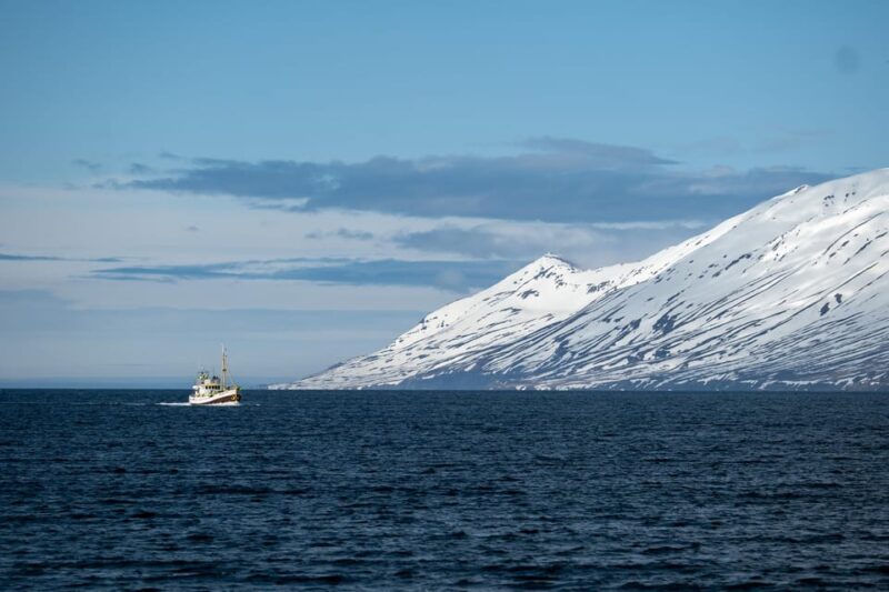 Hauganes: Whale Watching North Iceland - The Comfortable Voyage in Renovated Oak Fishing Boats