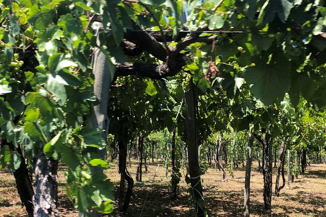 Have a cooking lesson with a local chef at the base of Mt. Vesuvius vineyard - Key Points