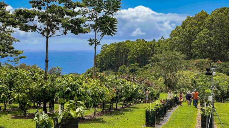 Hawaii: 10 Bar Chocolate Tasting & History of Chocolate - The Value and Unique Aspects of This Chocolate Tour